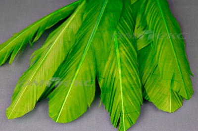 Декоративный Пучок из перьев, перо 24см/зеленый - купить в Камышине. Цена: 12.19 руб.