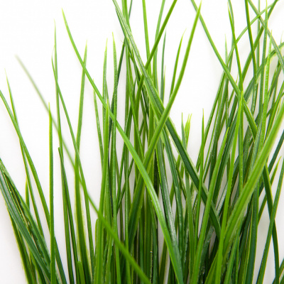 Трава искусственная -4, шт  (осока 50 см/8 см  7 листов)				 - купить в Камышине. Цена: 130.73 руб.